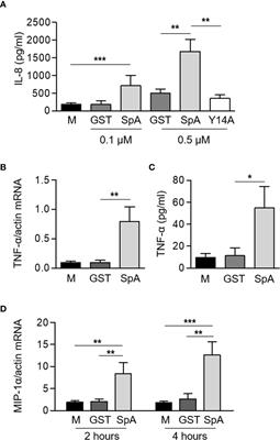 Protein A Modulates Neutrophil and Keratinocyte Signaling and Survival in Response to Staphylococcus aureus